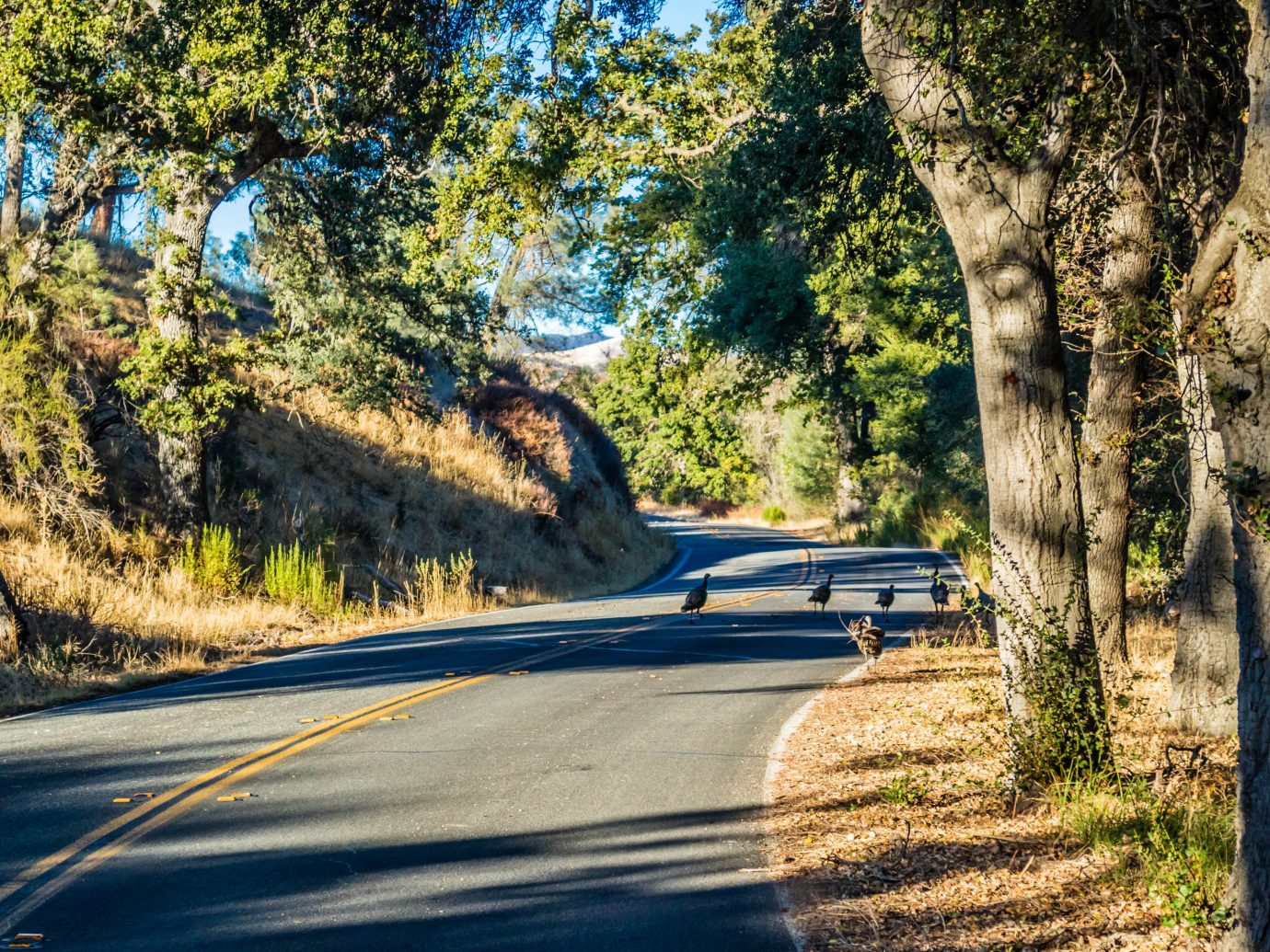 Family of four wild turkeys are roaming around the road of Pinnacles National Park, California