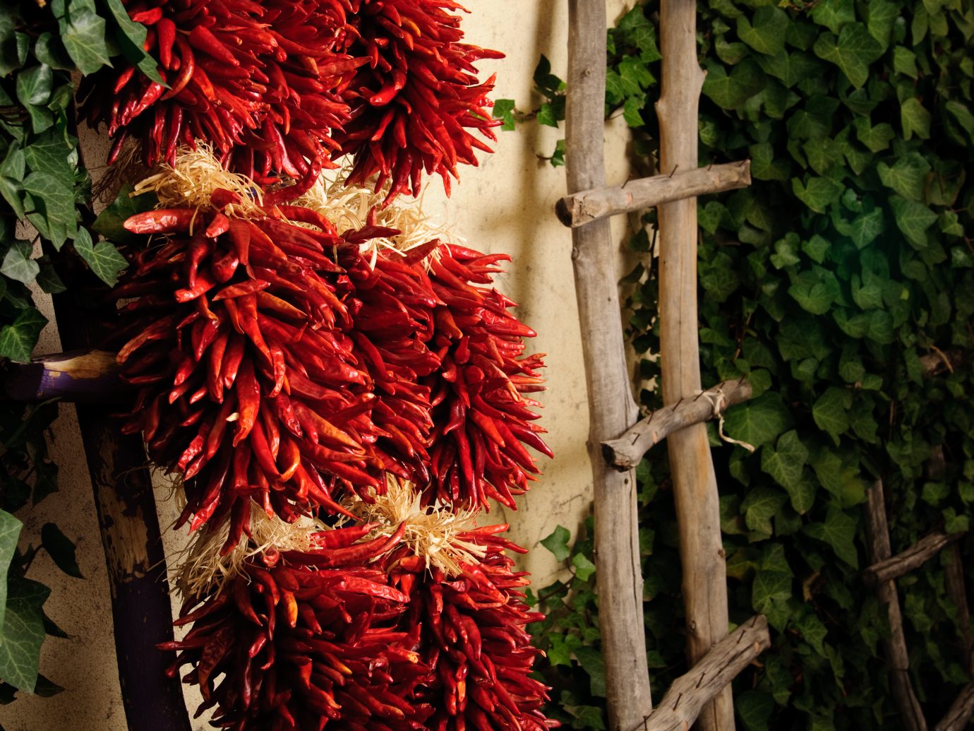 Red Chile ristra in a courtyard in Old Town in Albuquerque, New Mexico.