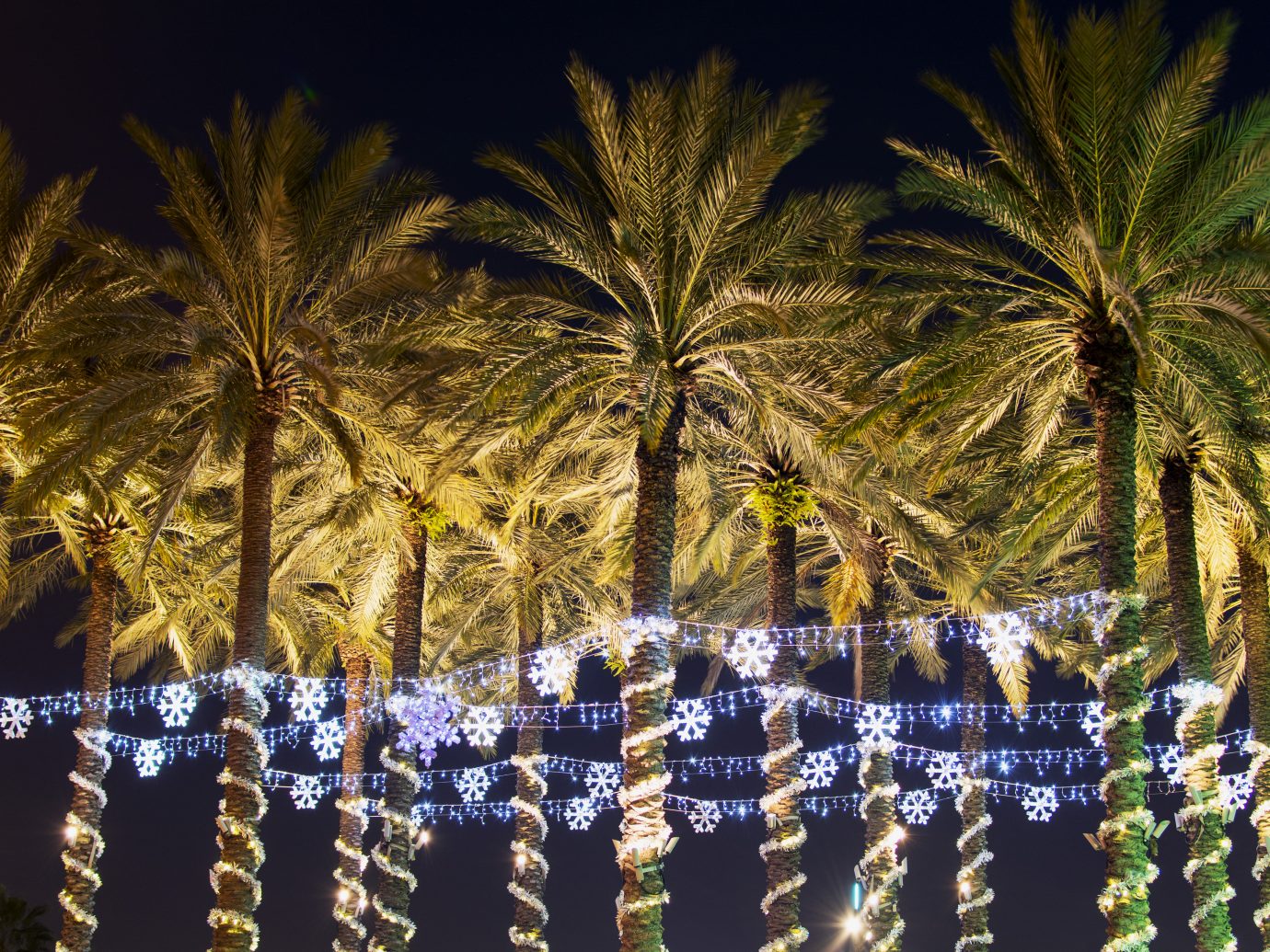 Christmas holiday illumination on palm trees in Florida.
