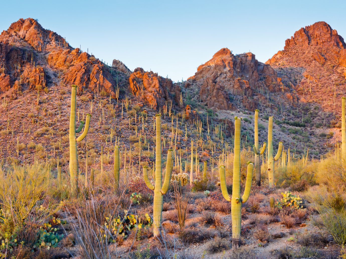 Saguaro Cactus in the Sonoran Desert