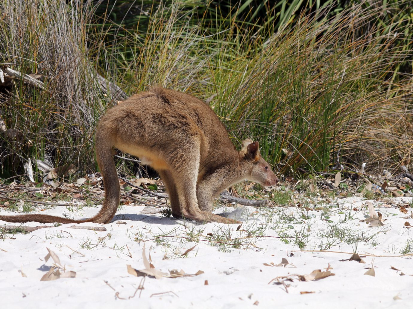 Single Young kangaroo on white sand Jervis Bay