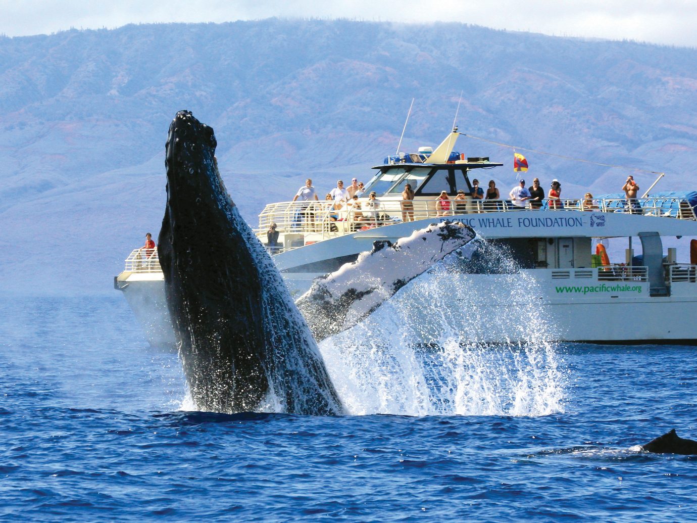 Whale jumping out of water in Maui
