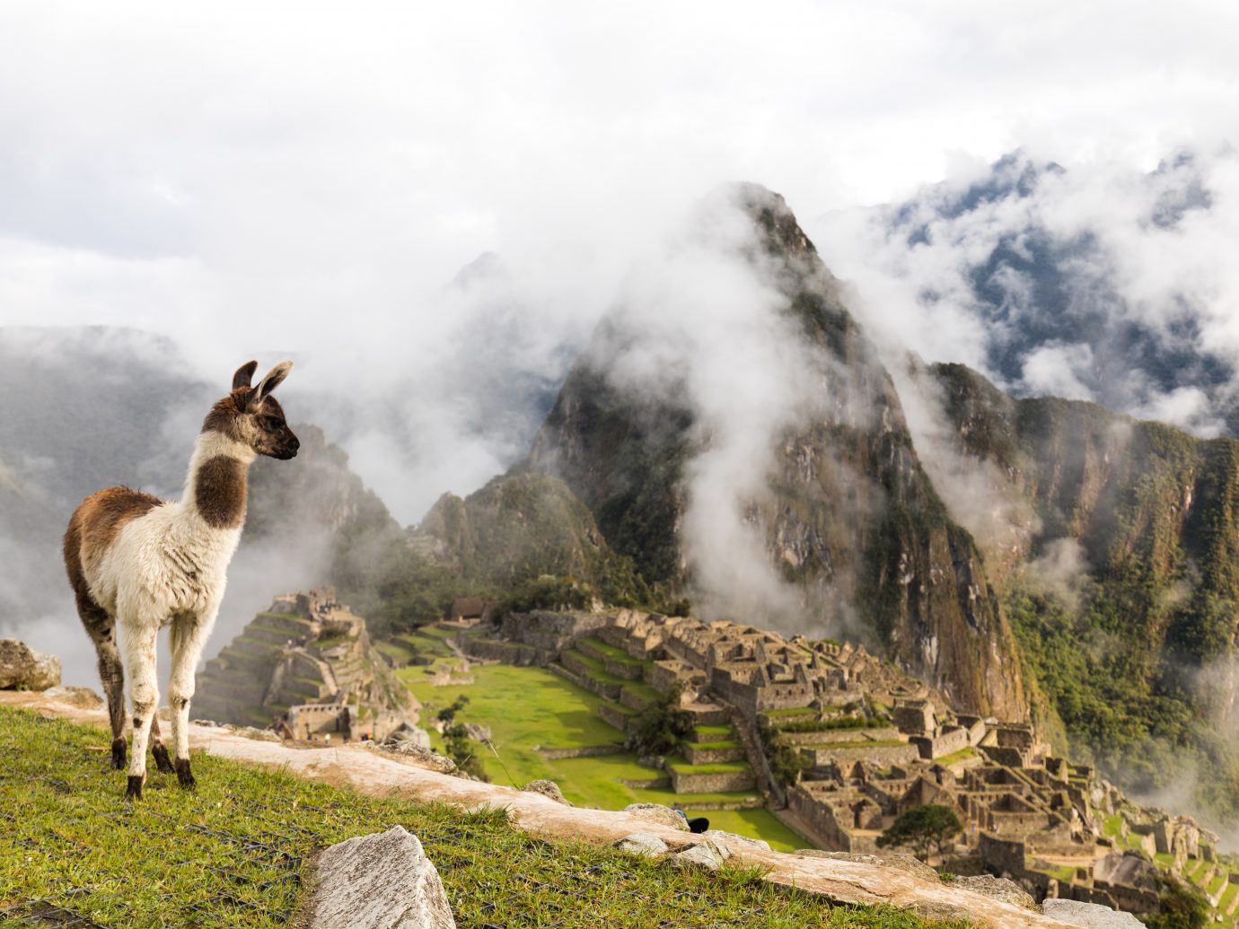 Alpaca looking over Machu Picchu