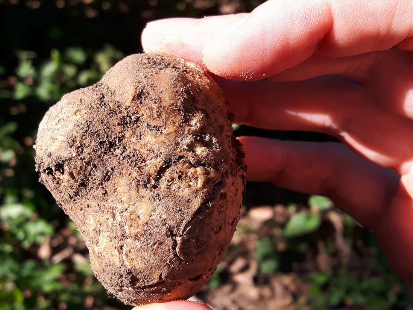 White truffle from Piedmont Italy