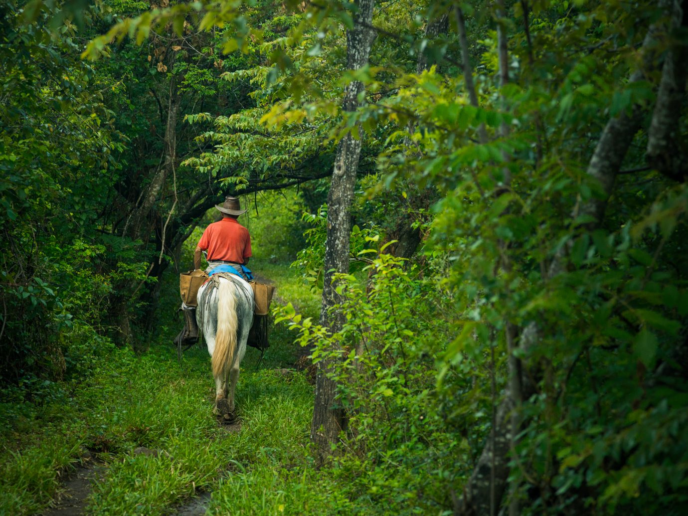 cowboy in costa rica, ridding a horse thru a country road in the mountains