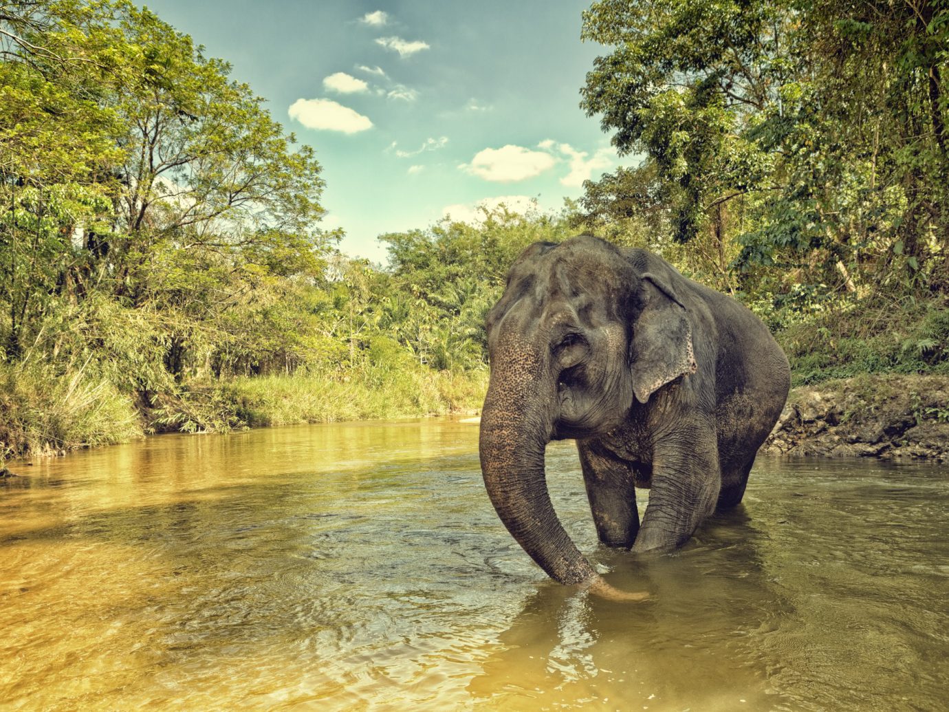Elephant in jungle crossing a river.