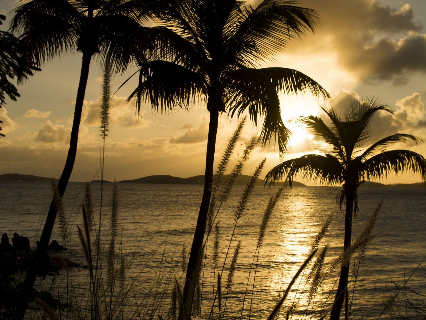 palm trees and ocean at dusk