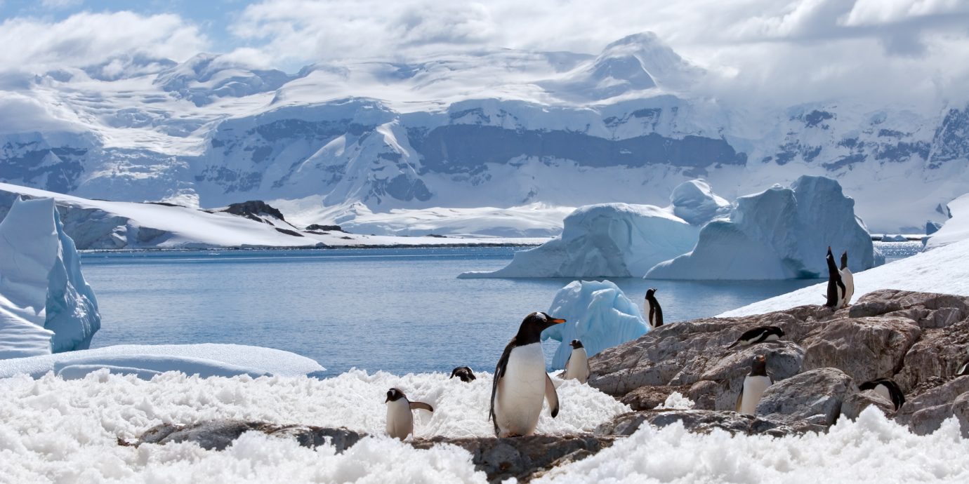 group of penguins with a blue iceberg bay