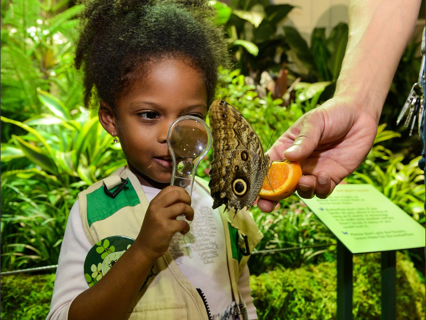little girl with magnifying glass looking at butterfly
