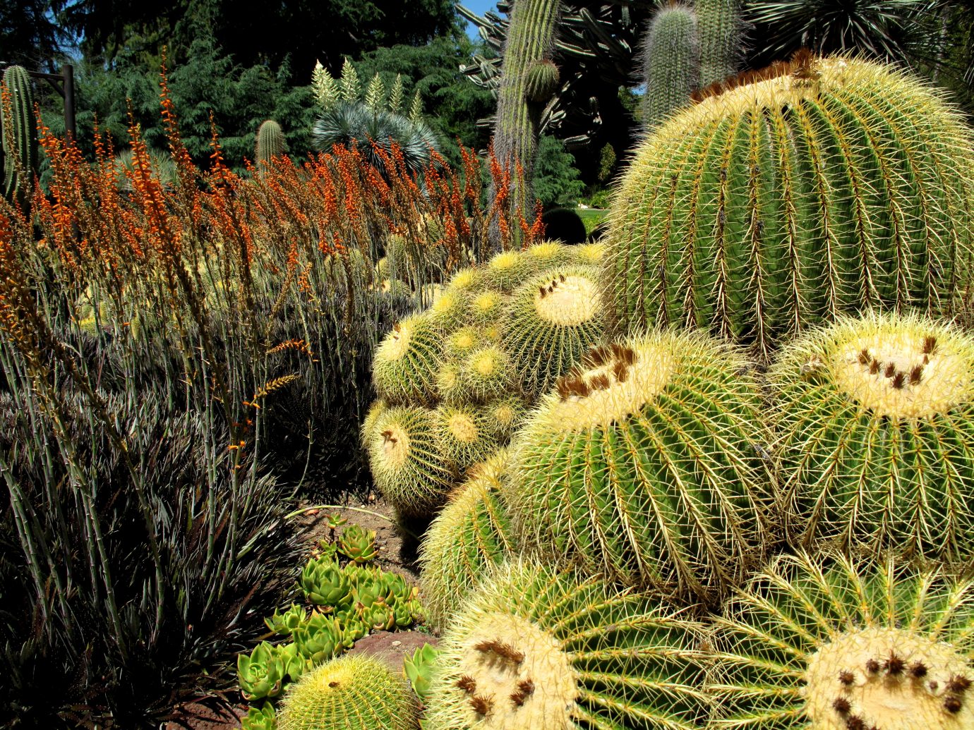 A garden of Cacti at The Huntington Library