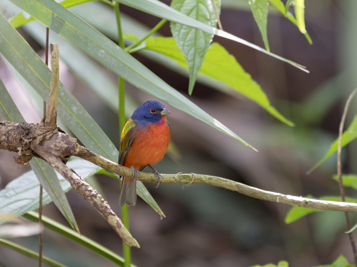 A male painted bunting sits on a branch