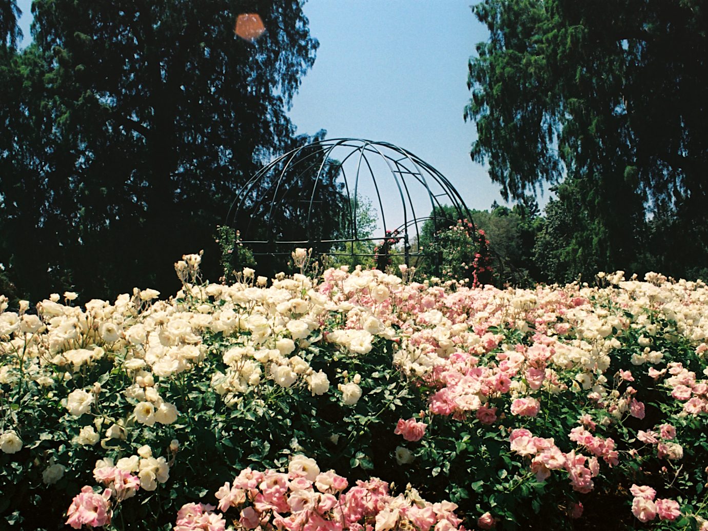 A view of the gazebo at the Huntington Library Rose Garden