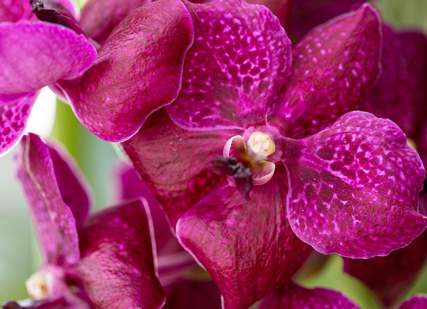orchids up close