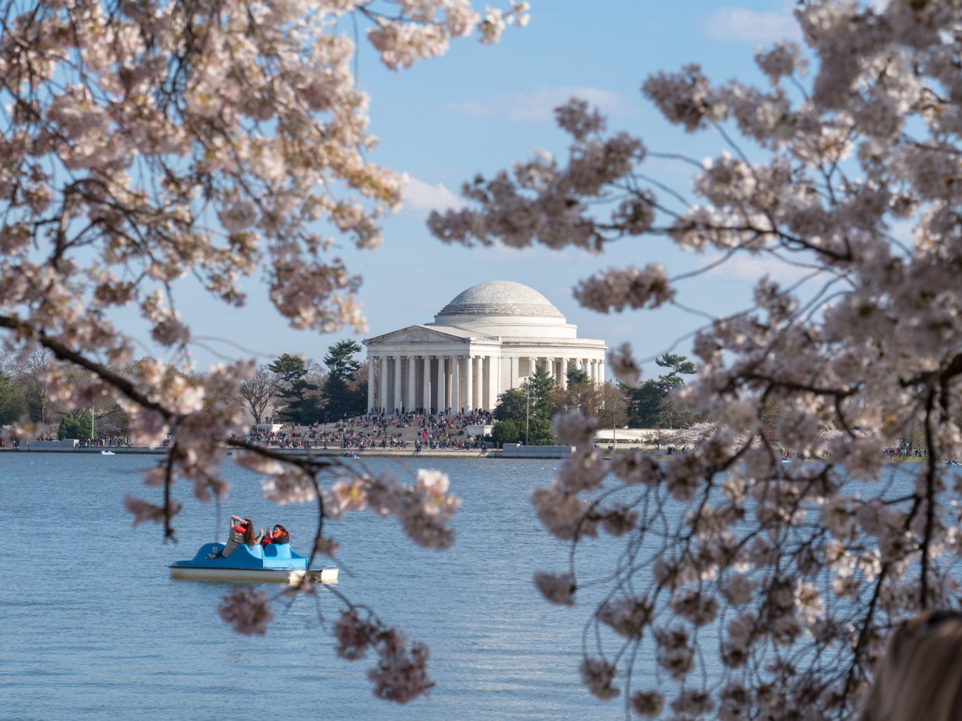 Washington DC, USA - April 08, 2018: Jefferson Memorial and cherry trees blossoming around Tidal Basin with a pedal boat.