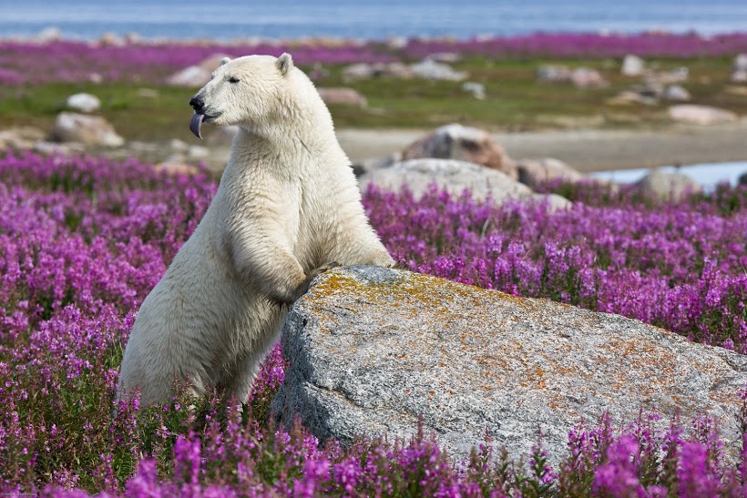 Polar Bear in a patch of flowers