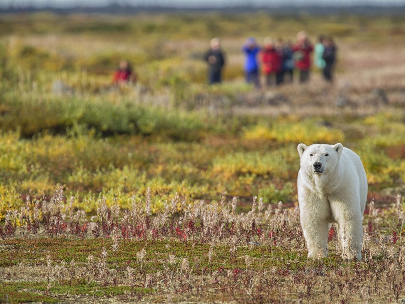 Polar Bear in Manitoba