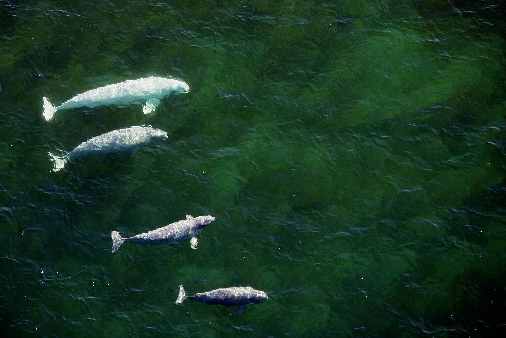 beluga whales swimming in Manitoba