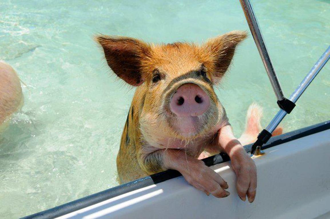 pig in water at Grand Isle Resort & Spa, Great Exuma, Bahamas