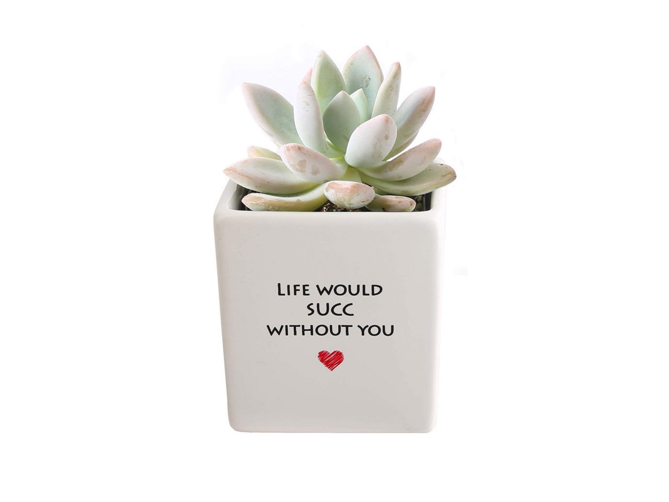Roll over image to zoom in Costa Farms Live Mini Succulent