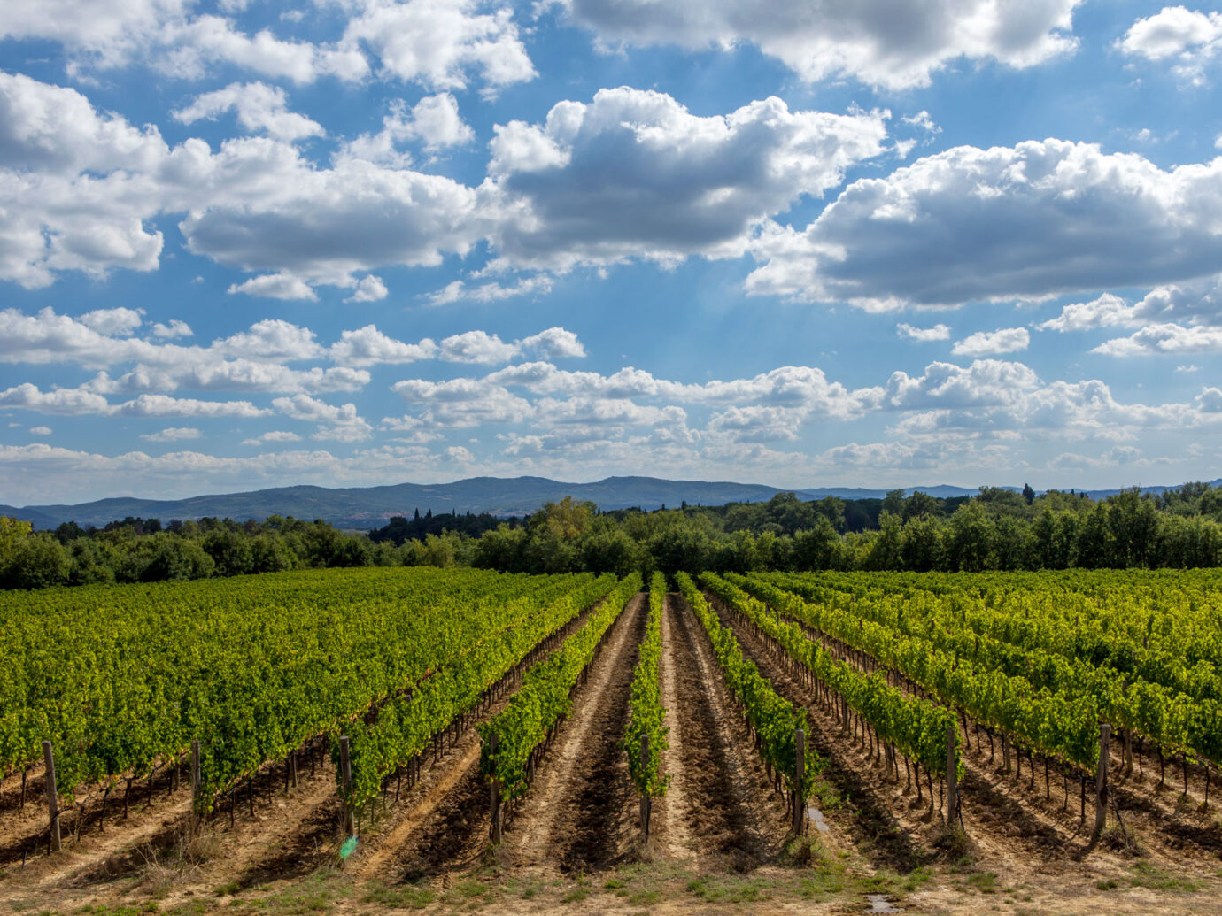 vineyard at Il Borro