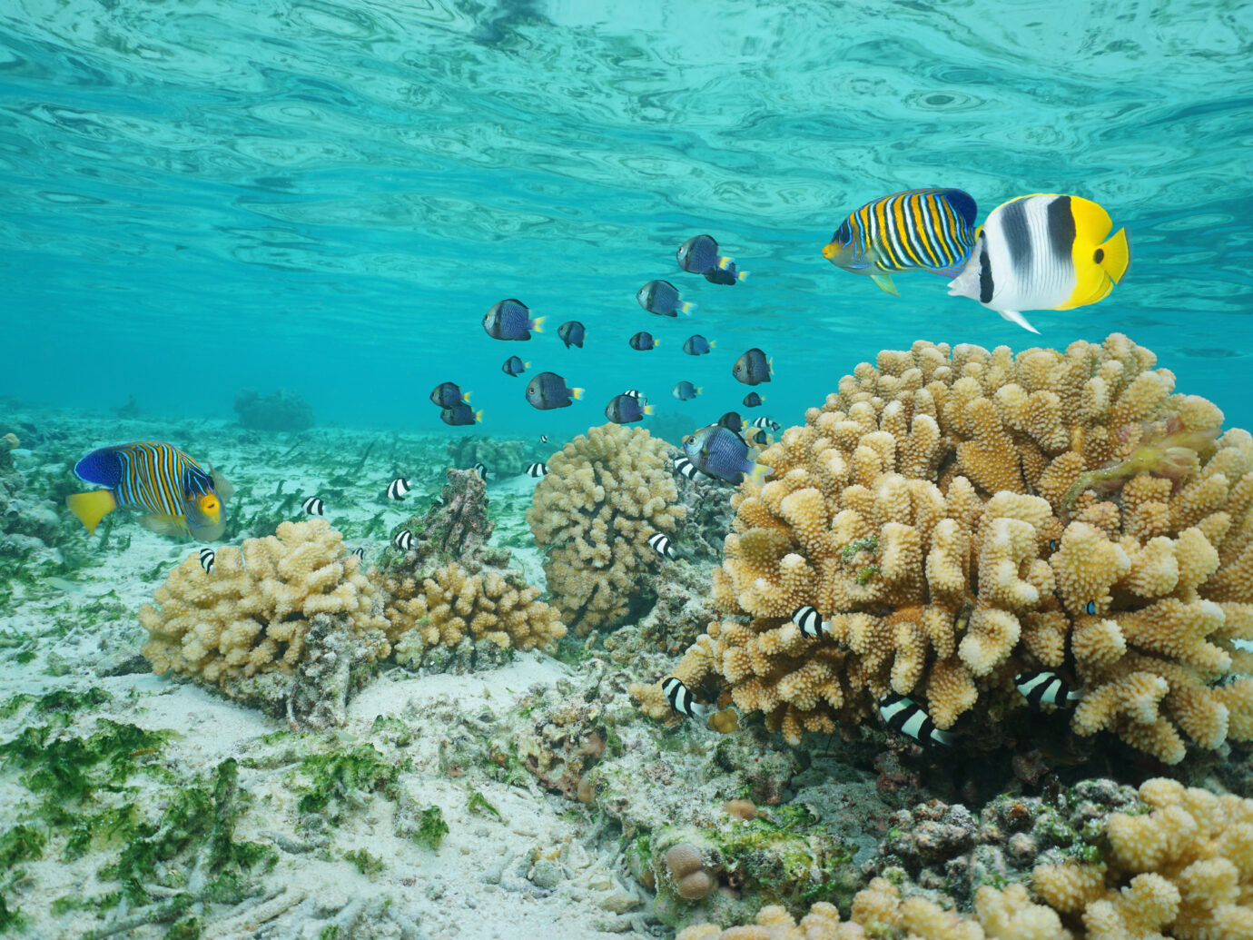 Tropical fish and cauliflower coral in shallow water, Moorea lagoon, Pacific ocean, French Polynesia