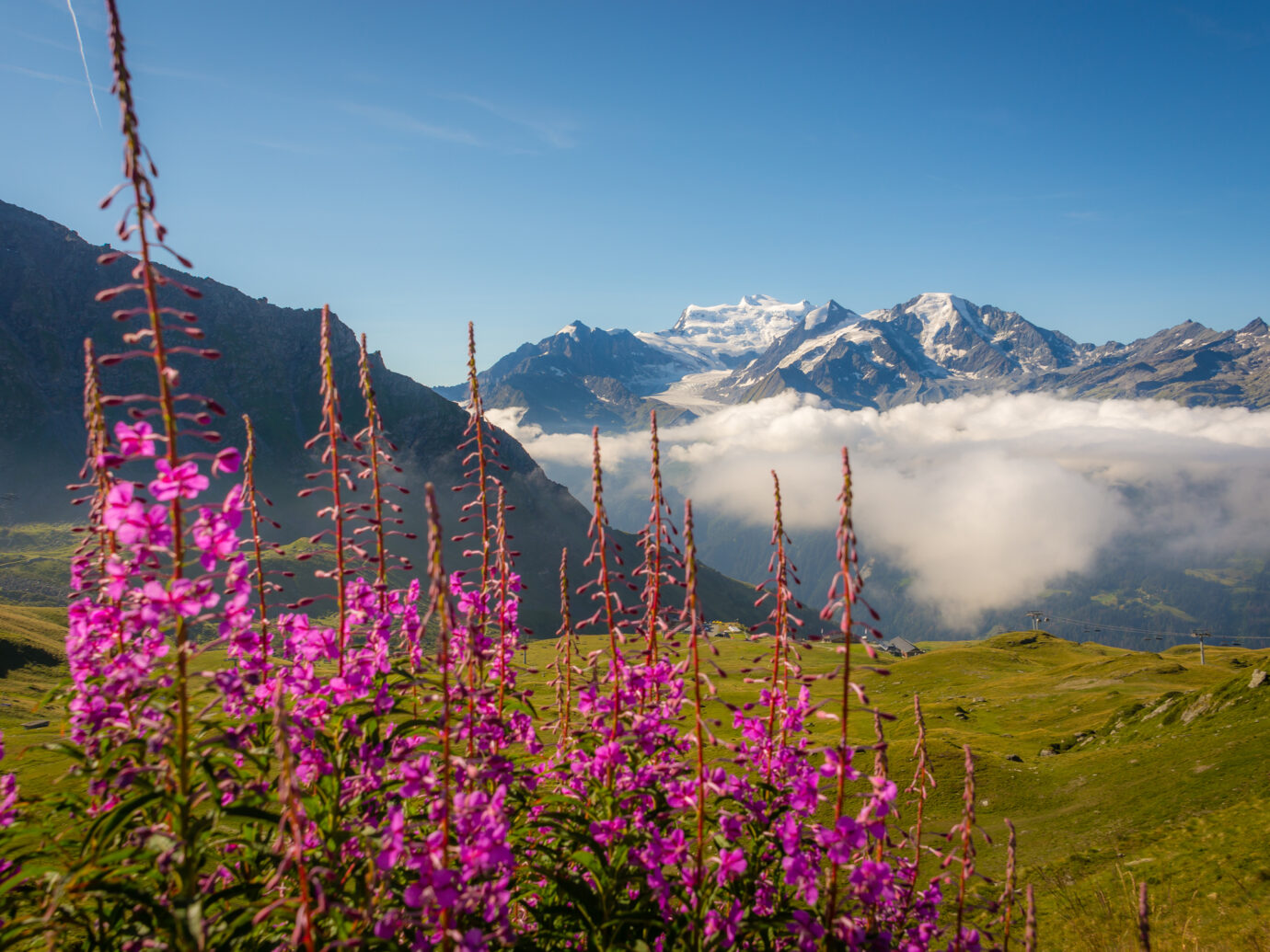 Purple fireweed flowers growing in a meadow above the tourist destination of Verbier in the Swiss alps.