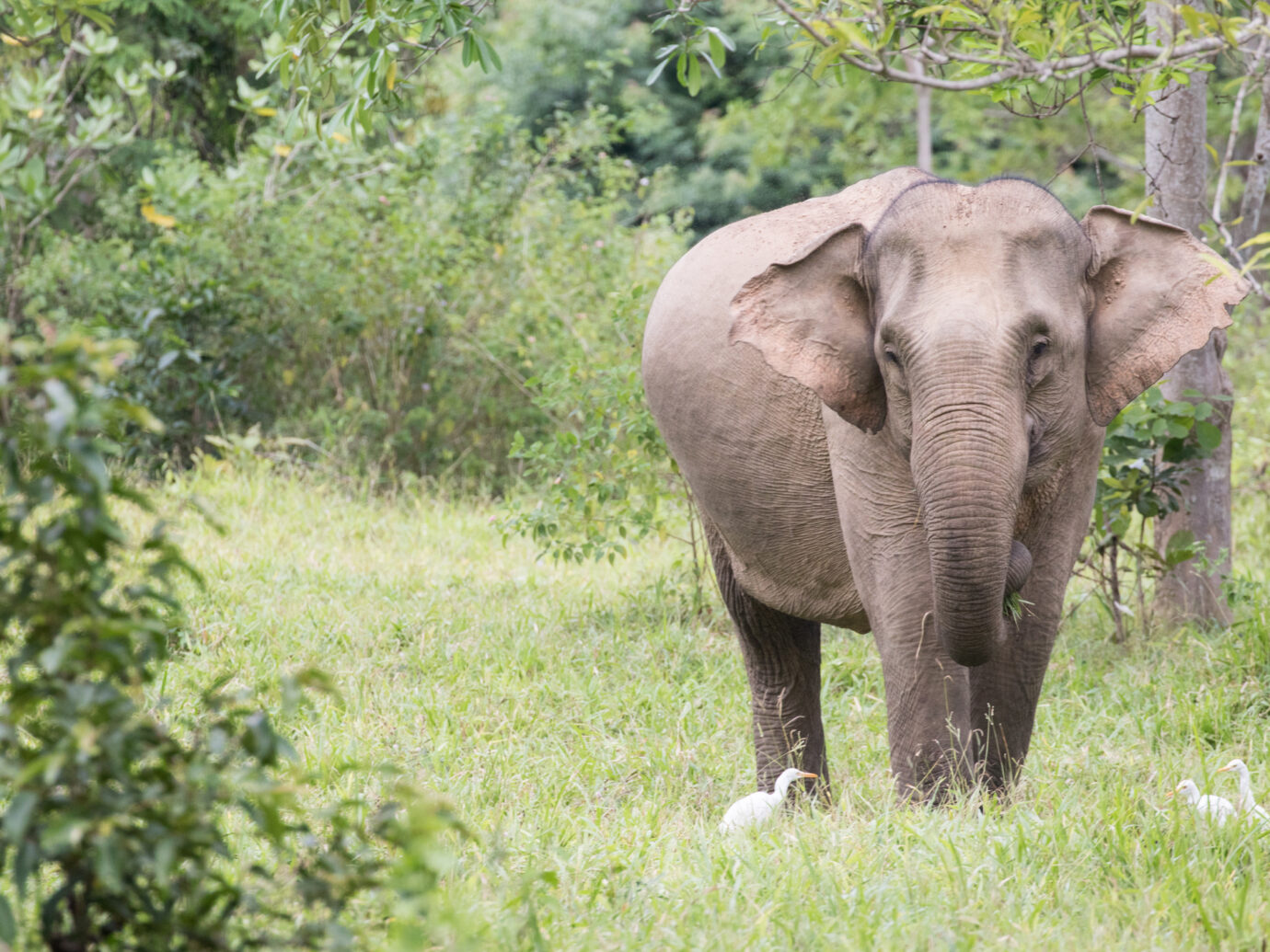 Elephant in India