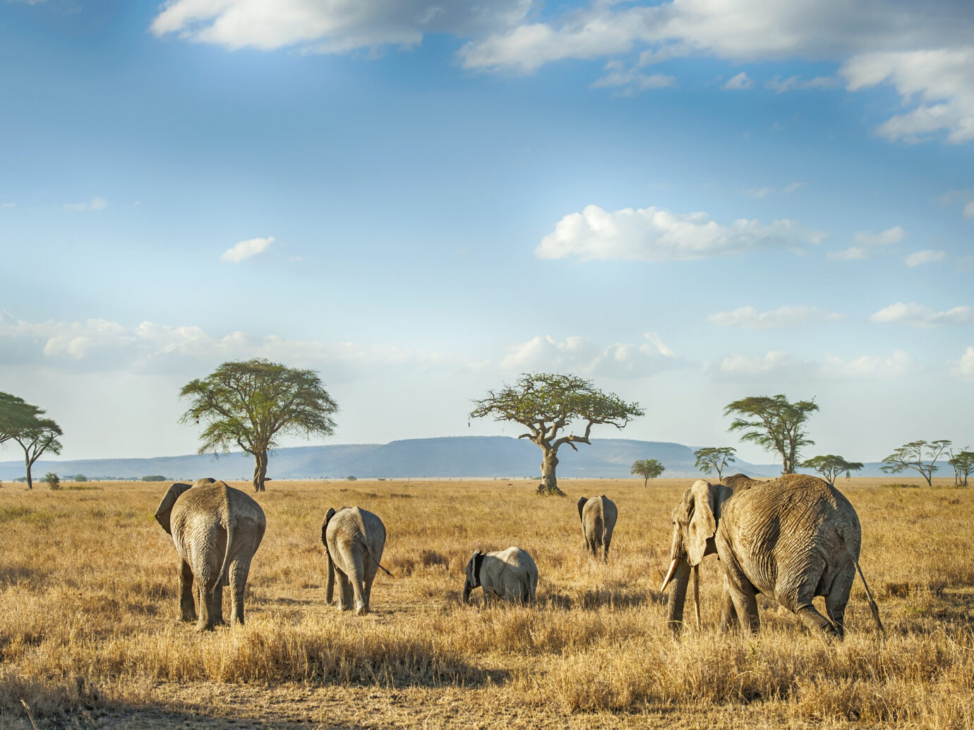 'A small group of African Elephants in different ages is moving in the plains of Serengeti.Location: Serengeti National Park, Tanzania. Shot in wildlife.'