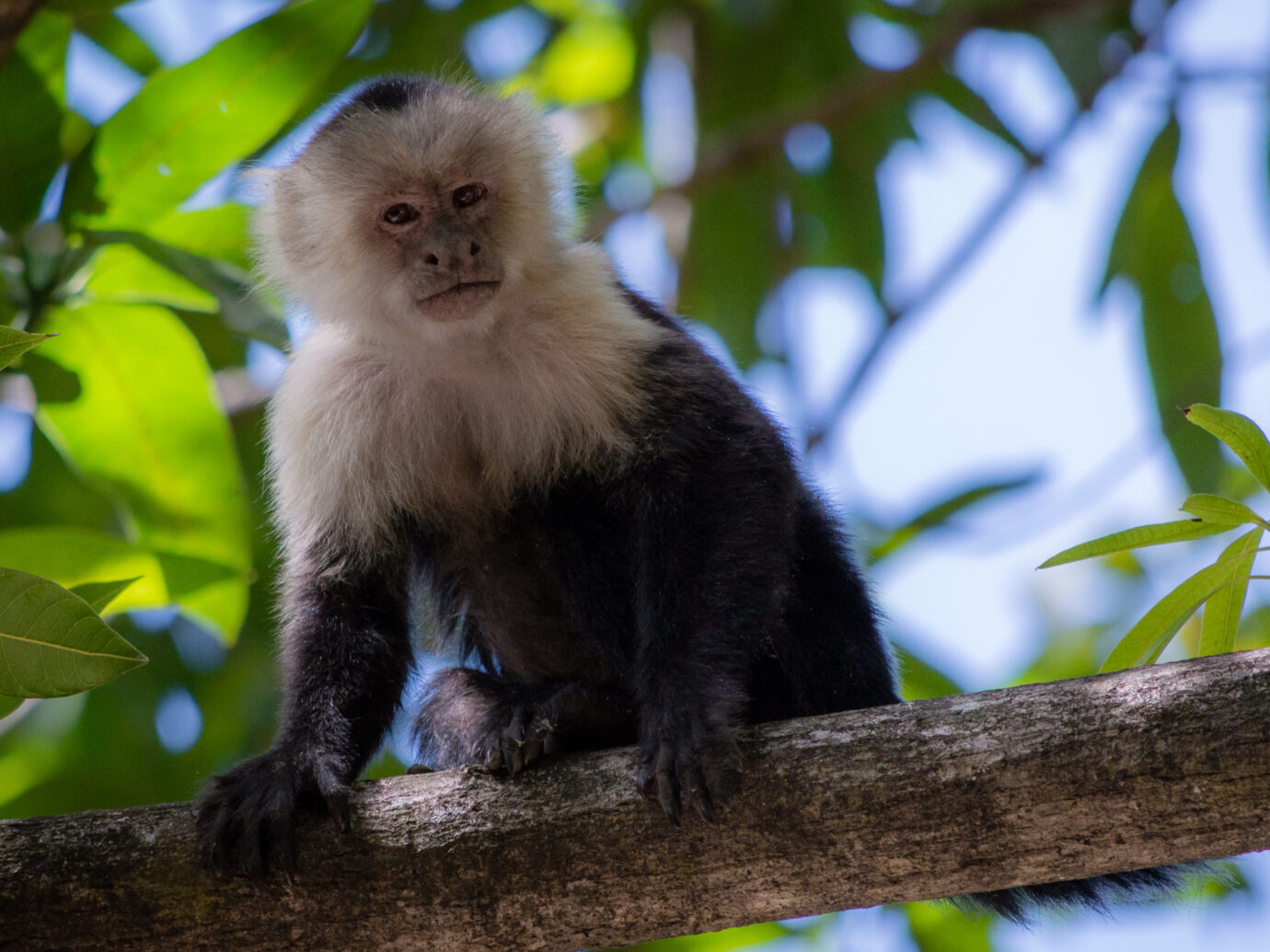 Caputin monkey spotted at Palo Verde national park in Costa Rica