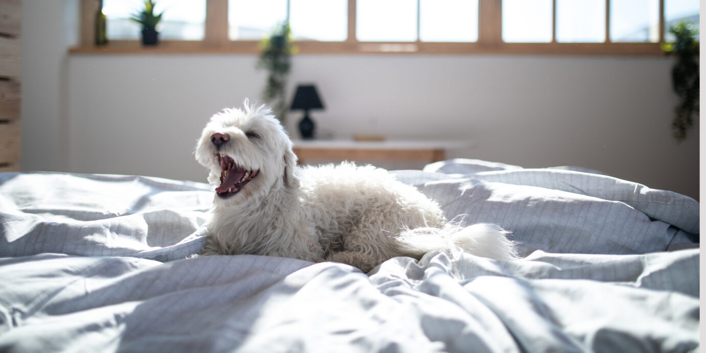 Fluffy Maltese dog lying on bed in bedroom in the morning, with opened snout