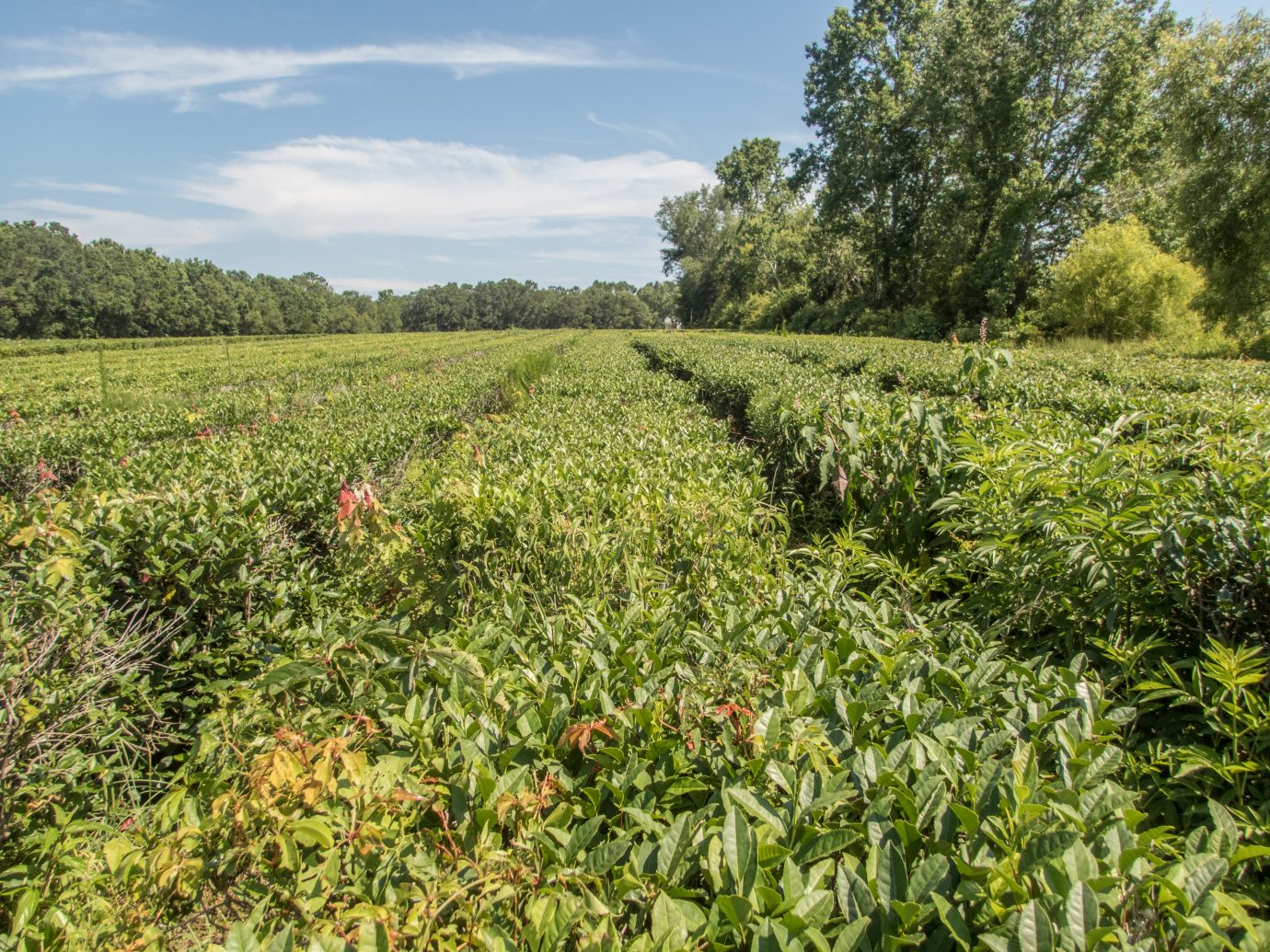 Tea plantation in South Carolina