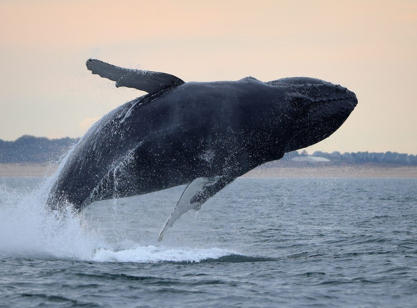 whale jumping out of the water