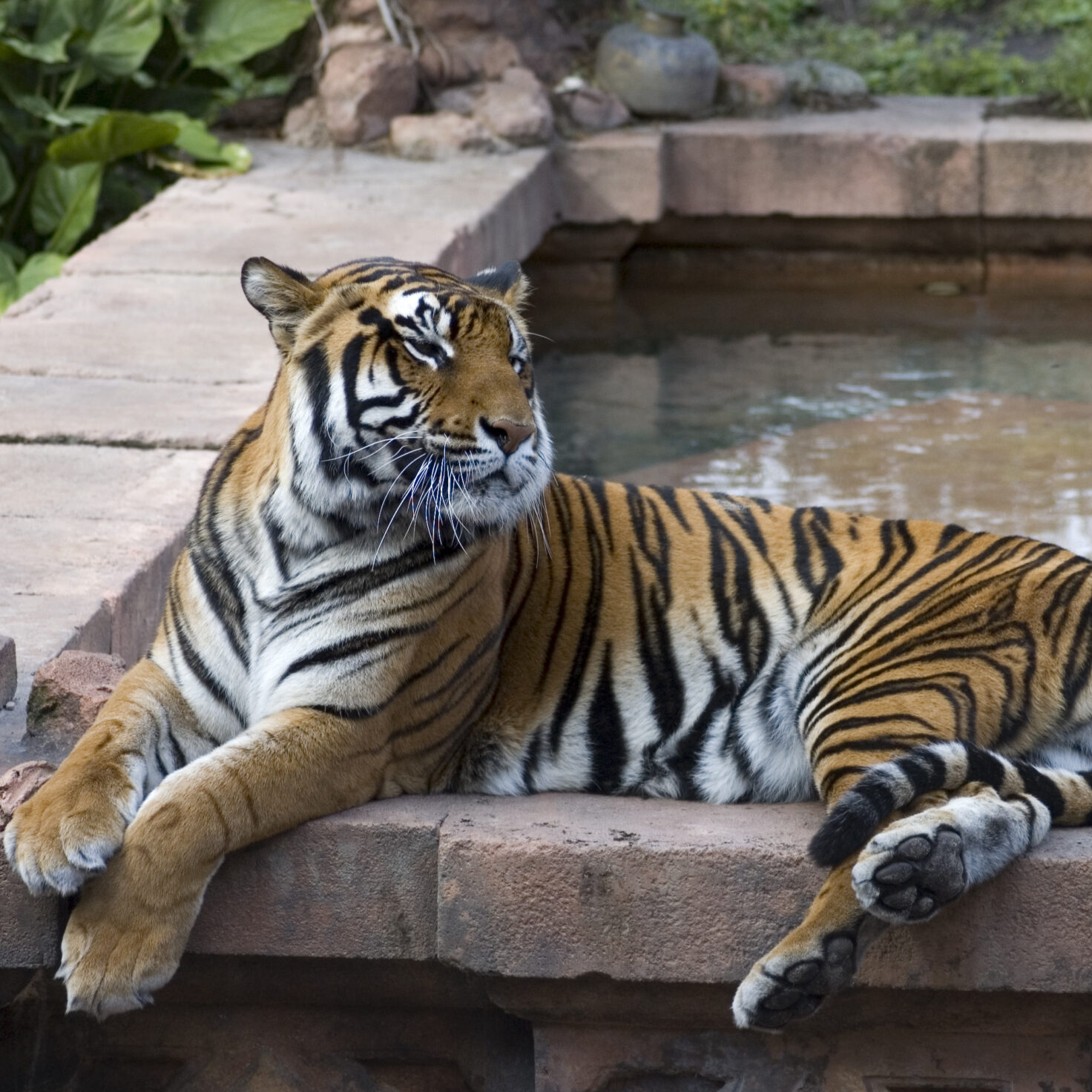 Четыре азиатских тигра. Сингапур азиатский тигр. Королевский тигр. Королевский бенгальский тигр. Тигр Король.