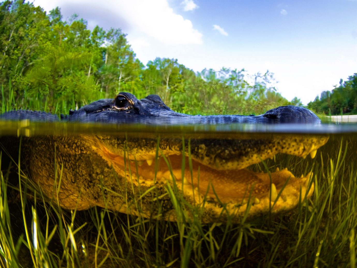 Idées de voyage arbre reptile extérieur herbe ciel animal habitat aquatique Nature réflexion alligator région sauvage environnement naturel étang crocodilien reptile lac marais marais crocodilia étang à poissons